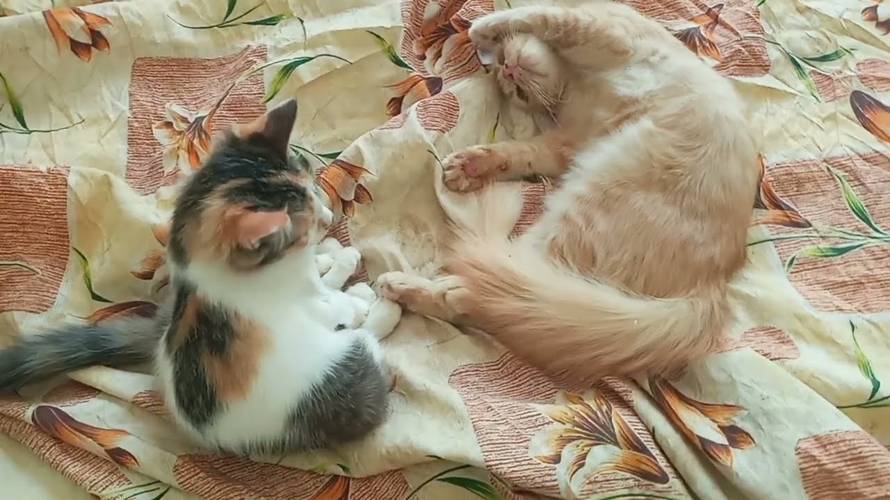 Cats & kittens are 886 & 795 & 721 & 638 & 537 & 520 &472 & 396 & 281 & 243 & 143 &303 &237 &135&101