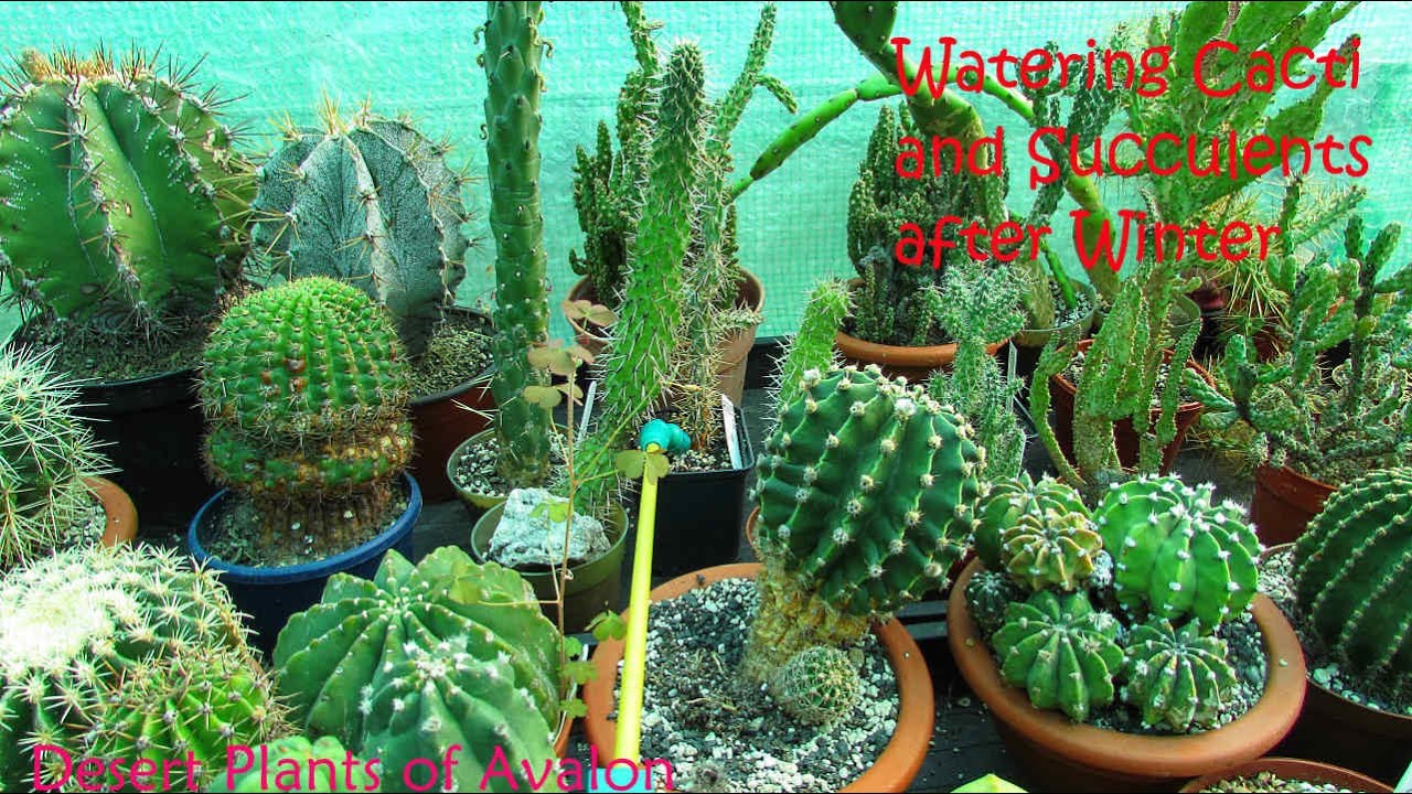 Watering some of my Cacti & Succulents for the first time after Winter #cactus #cacti #succulents