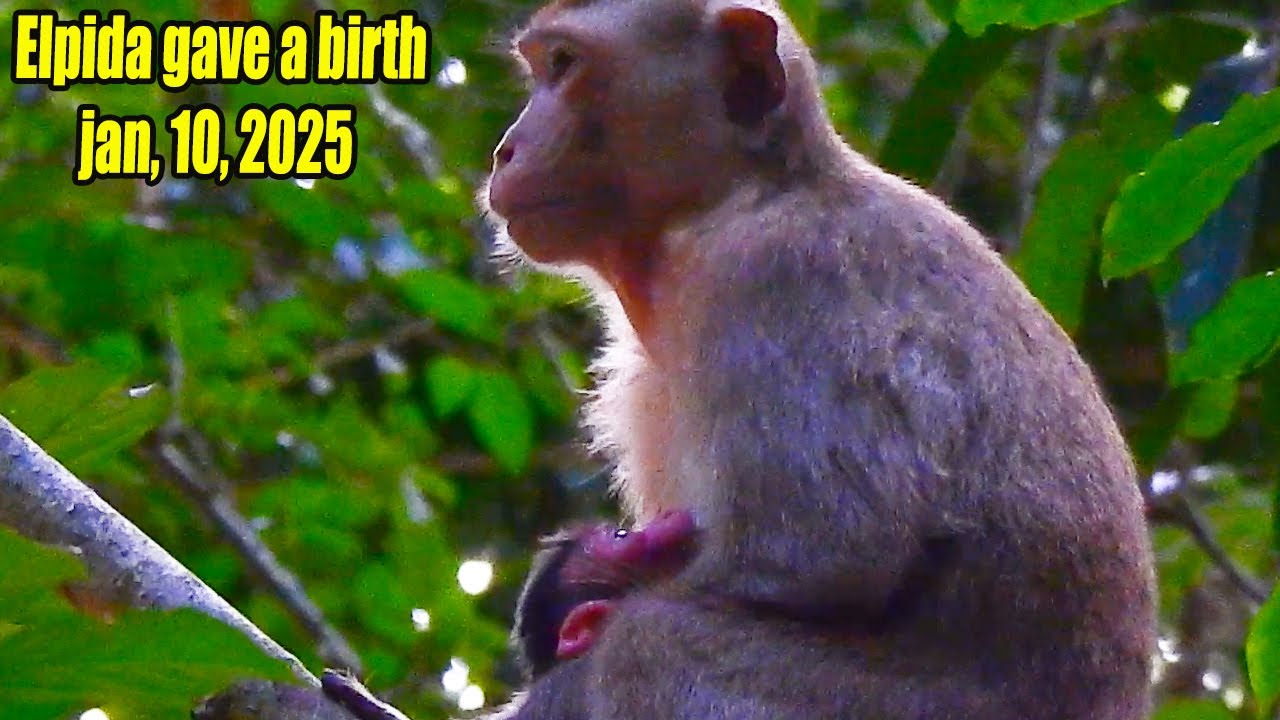 congratulation! Elpida just delivered the baby.