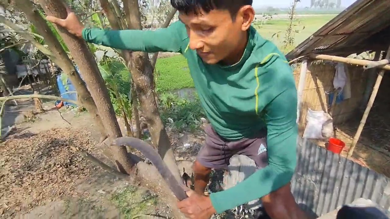 আজ বড়ই গাছের ডাল কেটে দিলাম 🪵🎄🎋🪓🪚😉