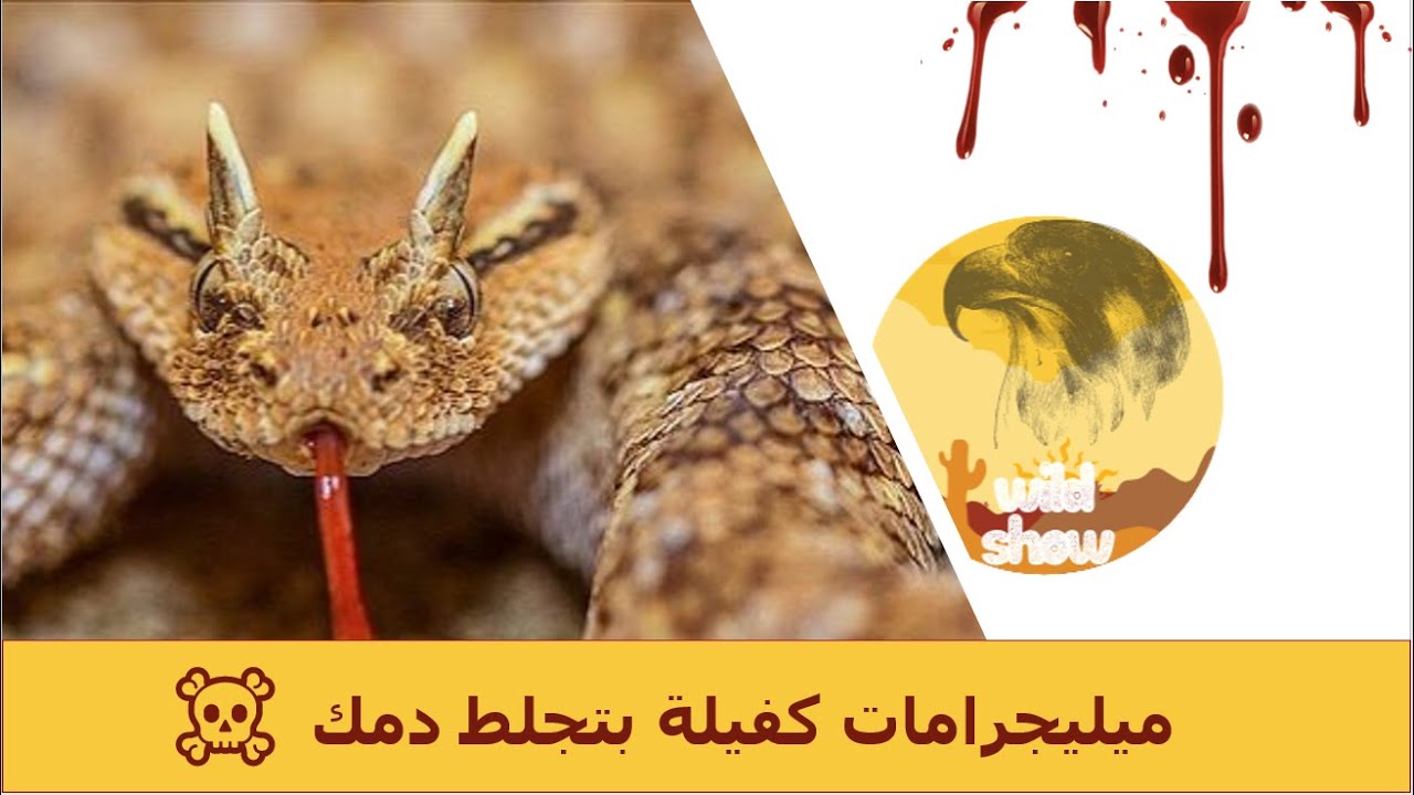 مع فهد التمساح | الأفعى المقرنة - ِArabian Horned Viper🐍☠️