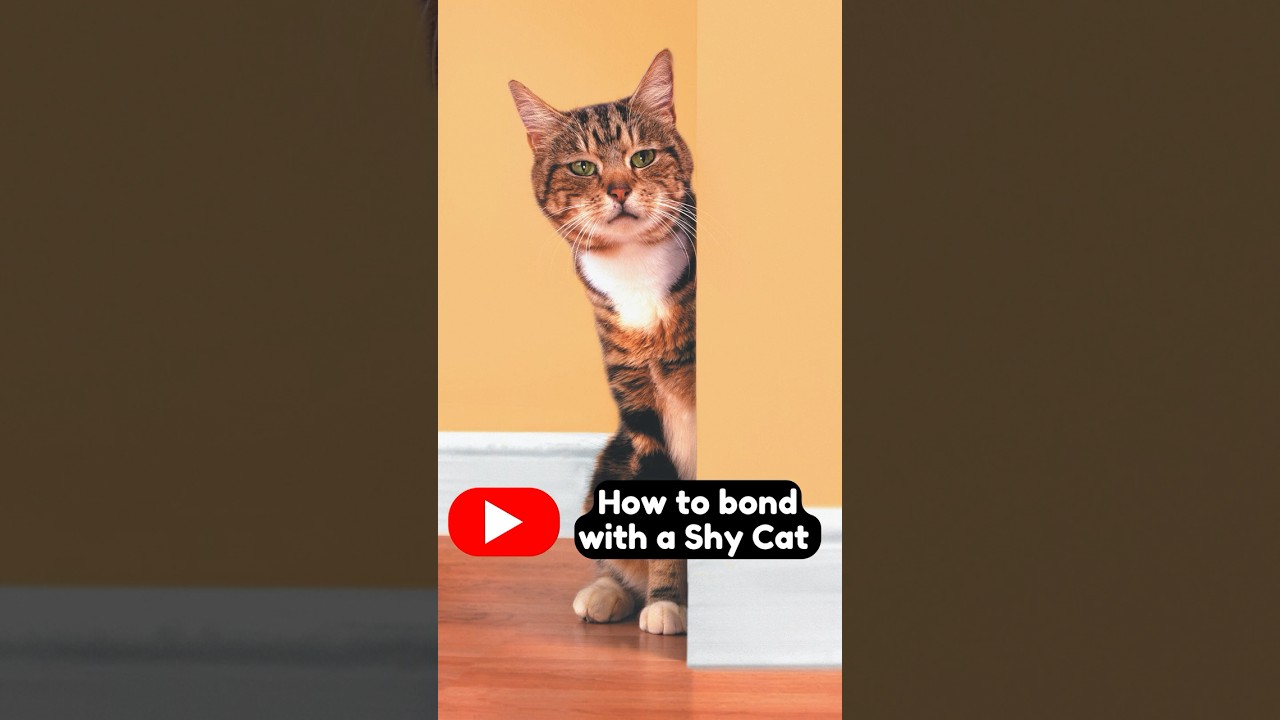 How to Bond With a Shy Cat | 5 Proven Ways to Gain Your Cat&rsquo;s Trust and Build a Strong Relationship
