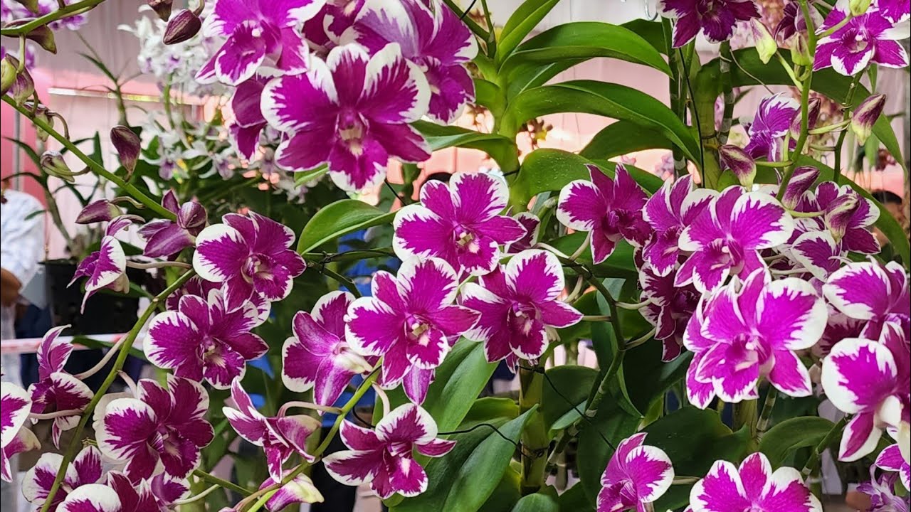 chớp giống sưu tầm