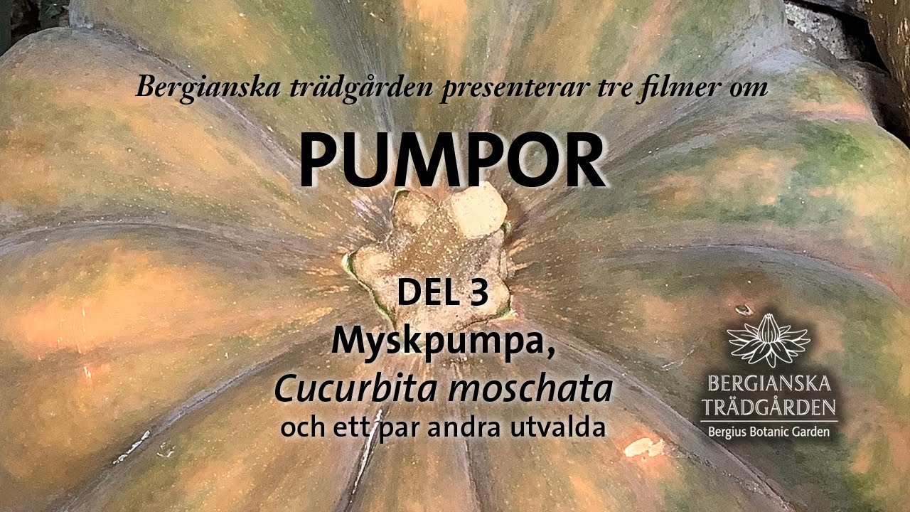 PUMPOR Del 3 myskpumpa, Cucurbita moschata
