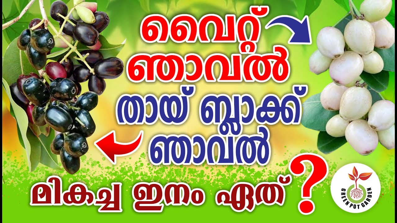 ഹൈബ്രിഡ് ഞാവലിൽ ഏത് ഇനമാണ് വീട്ടിൽ വെച്ച്പിടിപ്പിക്കേണ്ടത് | White Jamun and Thai Black Jamun