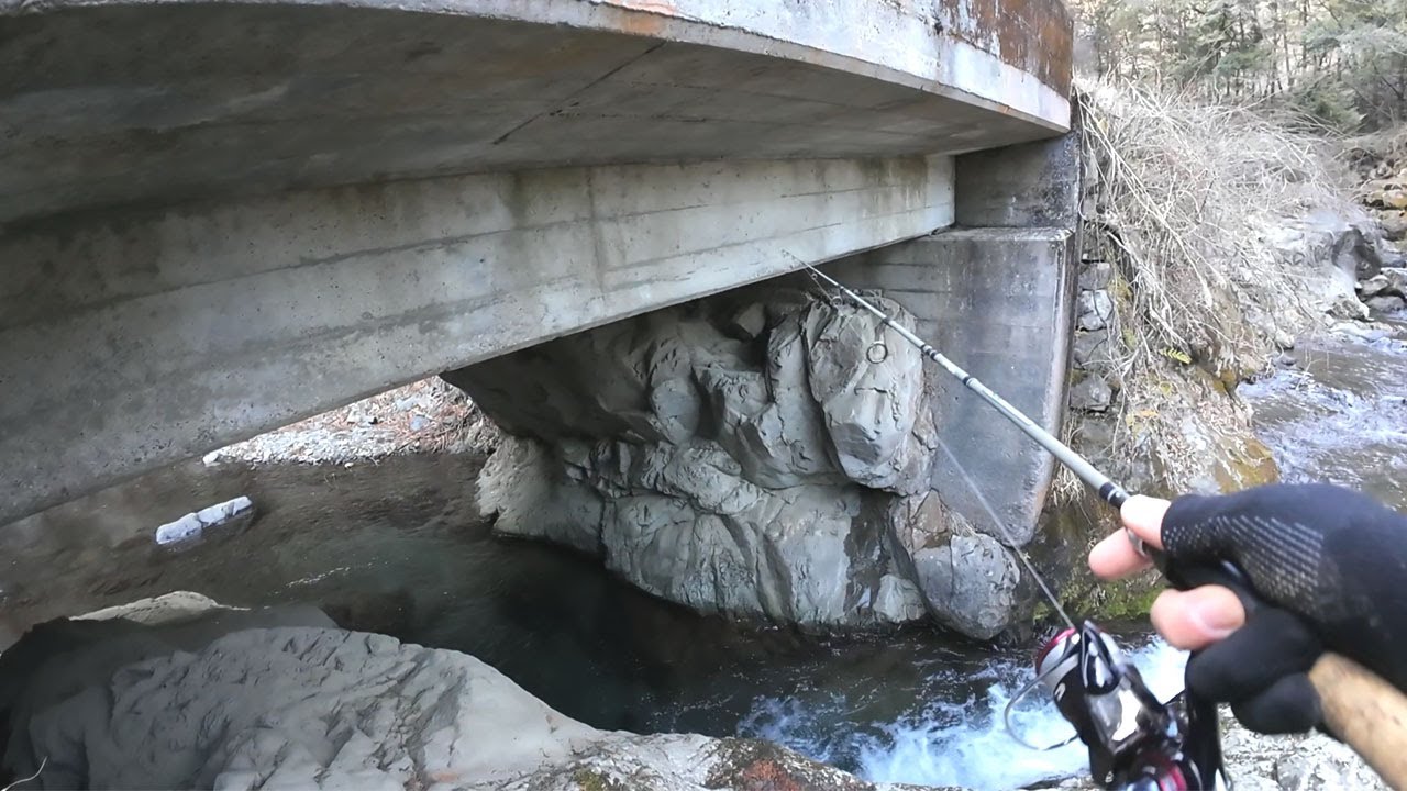 都内の川でブラウントラウト釣り！