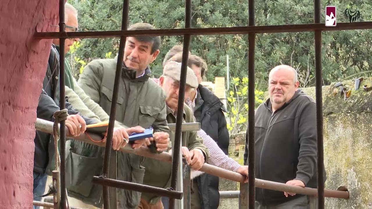 🐂| El desembarque de los novillos de Rocío de la Cámara para Sanlúcar de Barrameda