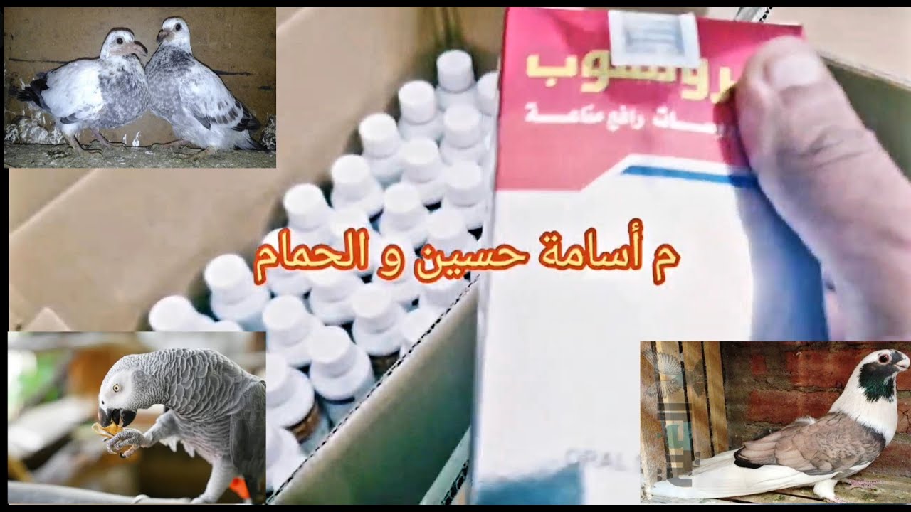 رأي غواة الحمام فى منتج فيروستوب من غياتهم ومعلومات مفيدة وعرض بيع لله تعالى كله جديد دعواتكم بالخير