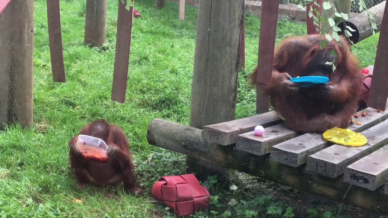 Orangutans at Monkey World enjoy Mimi's birthday