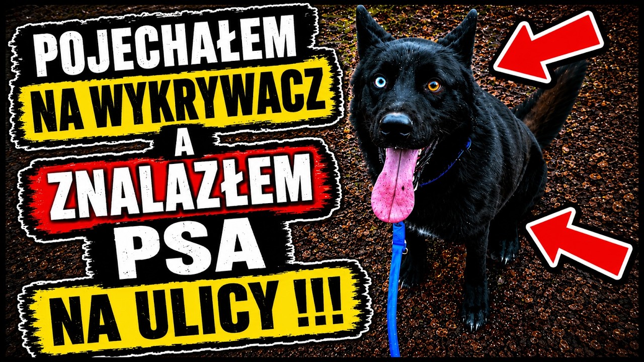 POJECHAŁEM NA WYKRYWACZ A ZNALAZŁEM PSA NA ULICY !!! MIAŁ DUŻEGO FARTA !!!