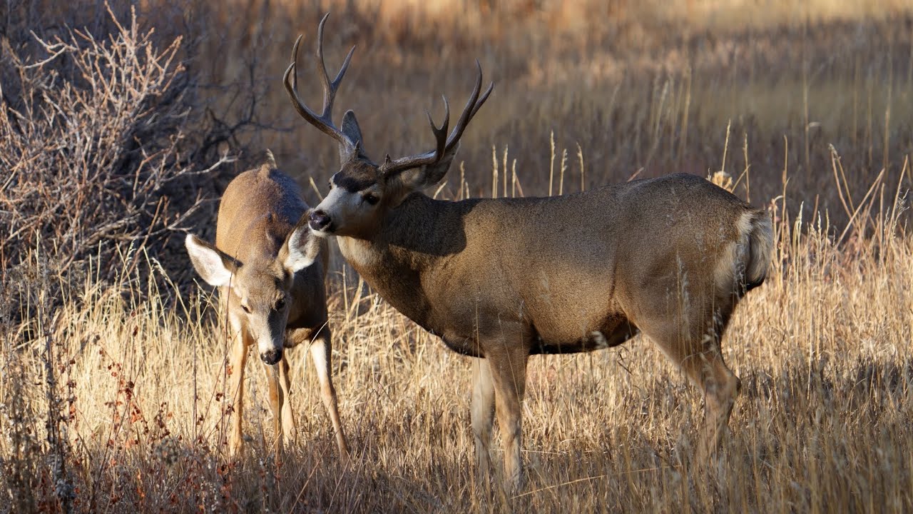 Magnificent Mule Deer Buck Guarding His Doe | Colorado Wildlife