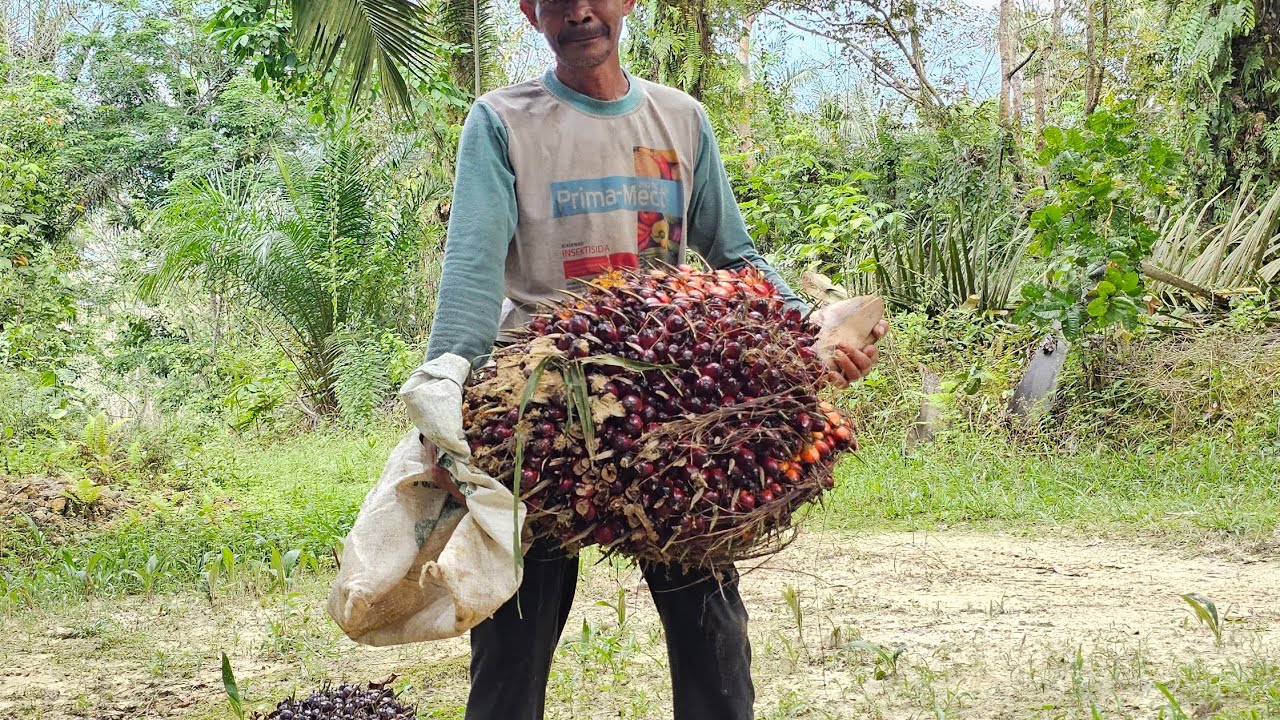 Perbandingan buah sawit Socfindo Lame umur 3 tahun dan  socfindo lame umur 20 tahun