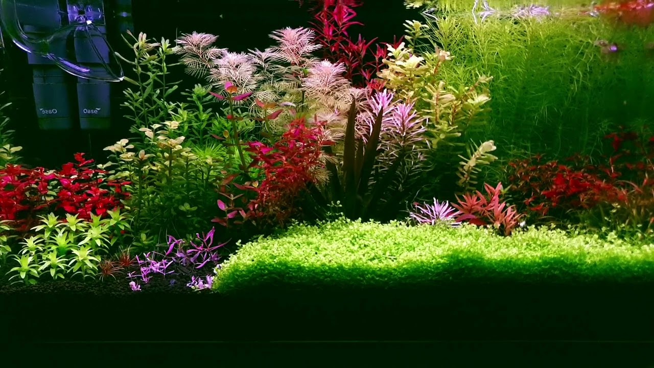 128. Chihiros Vivid 2. Jest kurna moc