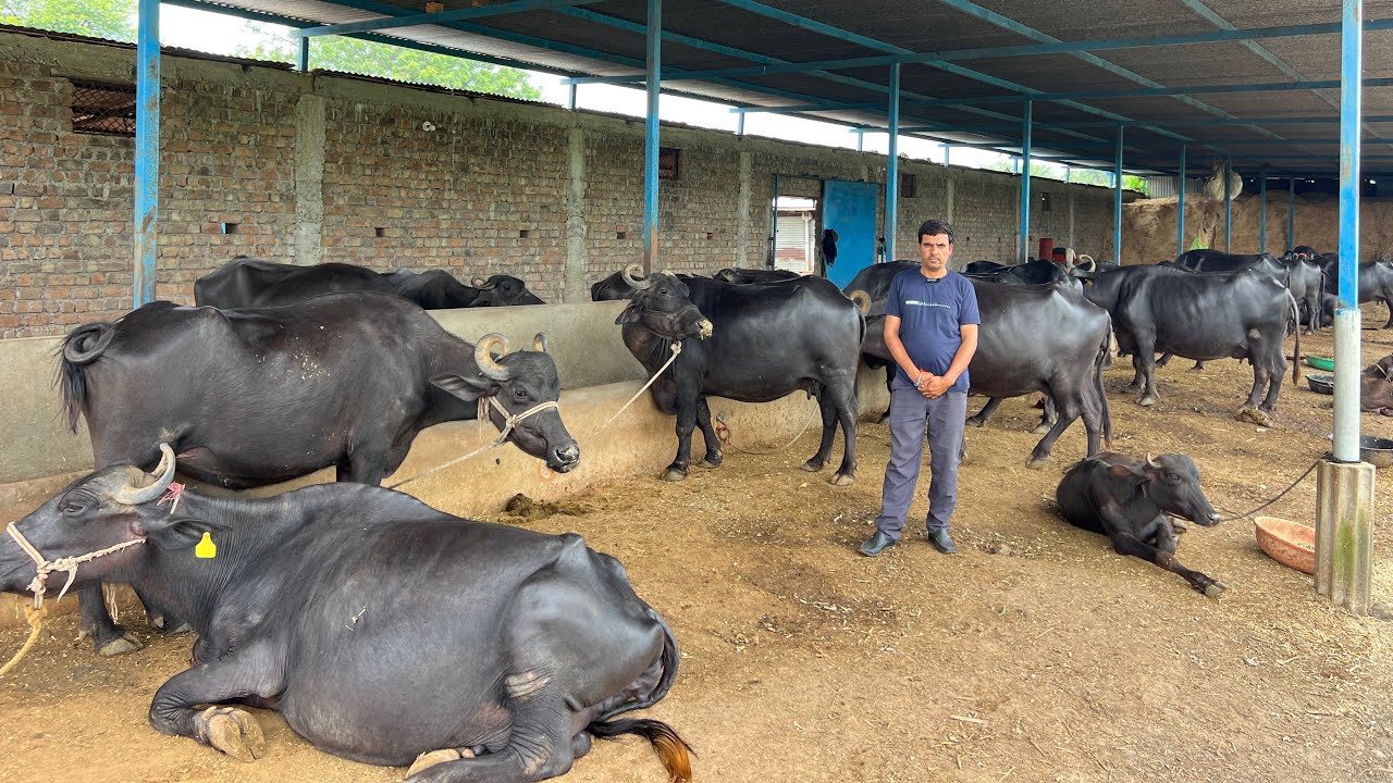भेंसो का डेयरी फ़ार्म | Buffalo Dairy Farm Madhya Pradesh | The Indian Dairy 