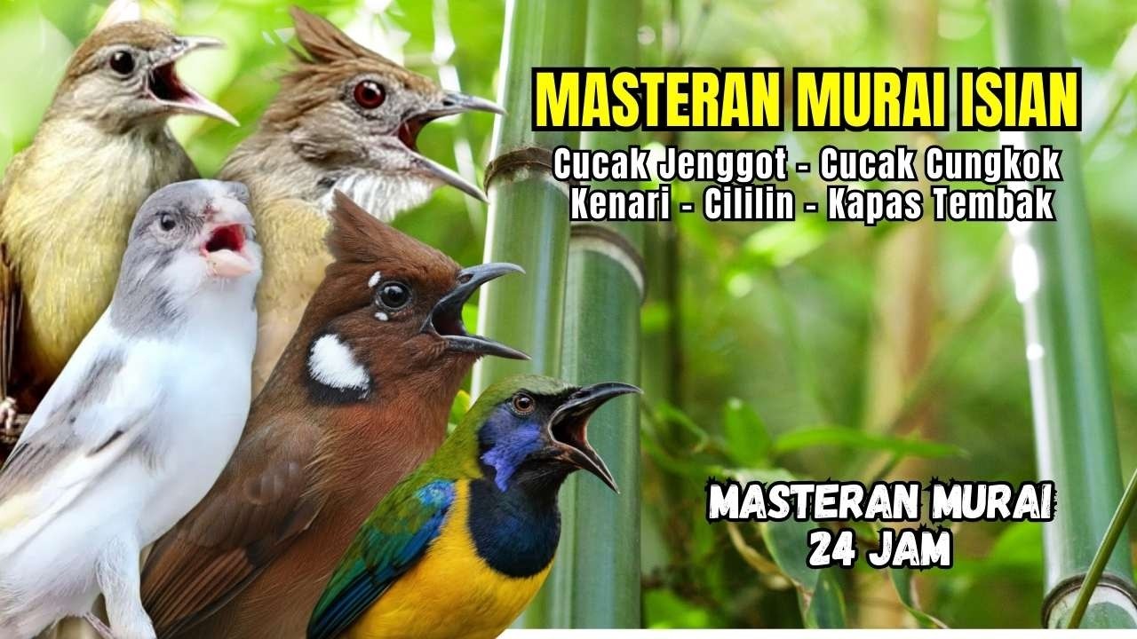 Masteran Murai Isian Kenari, Cungkok, Cililin, Cucak Jenggot, Kapas Tembak