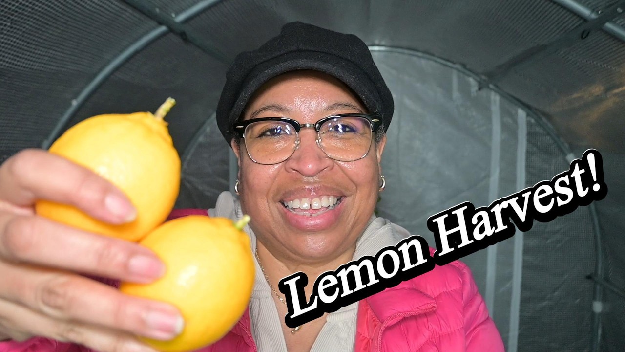 Dropping TOMATO Seeds Successfully?