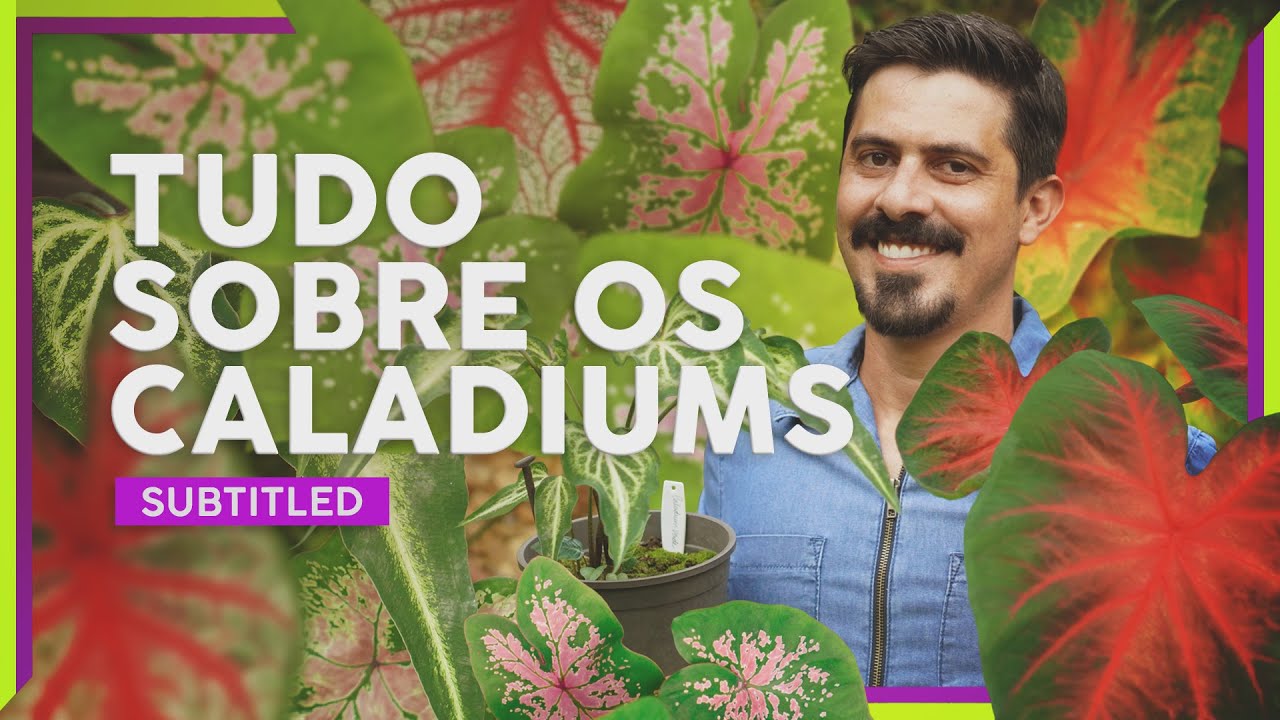 COMO CULTIVAR CALADIUM: SUBSTRATO, ADUBAÇÃO, LUMINOSIDADE, GERMINAÇÃO E MUITAS OUTRAS DICAS!