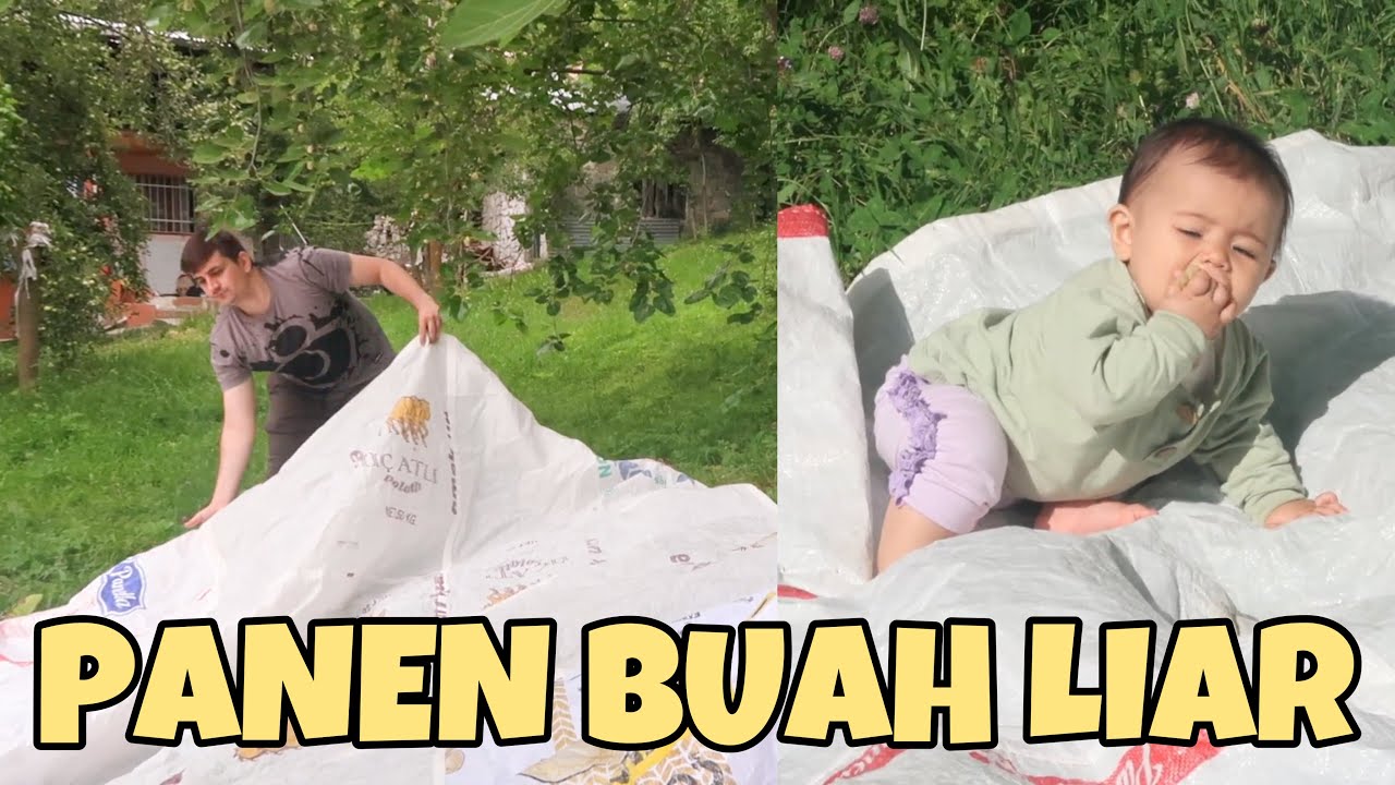 PANEN MULBERRY DI KAMPUNG MERTUA (Road trip Eps.11)