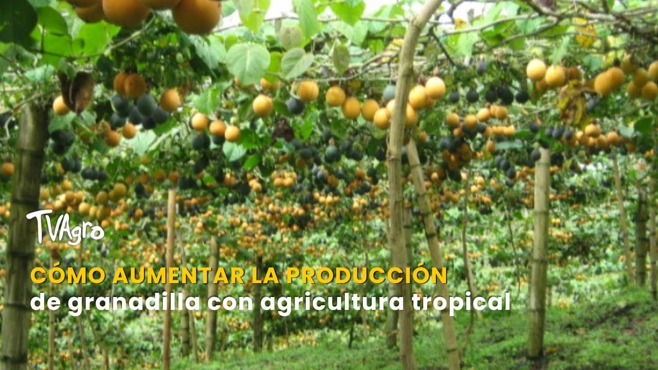 C&oacute;mo aumentar la producci&oacute;n de granadilla con agricultura tropical- TvAgro por Juan Gonzalo Angel