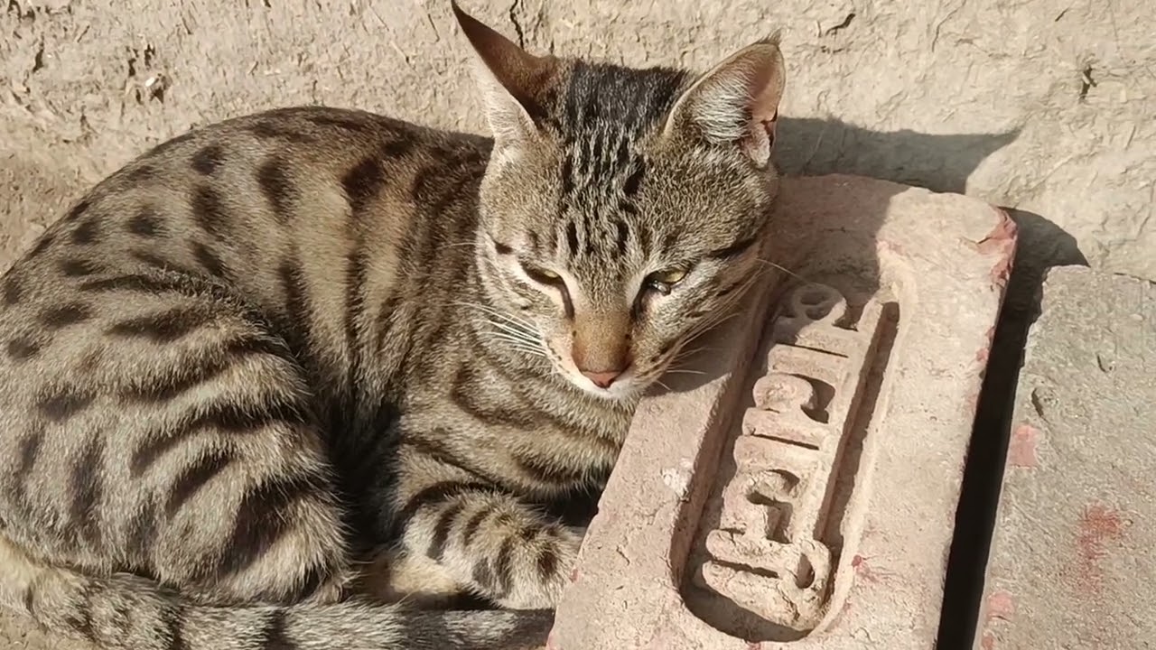 Some cats are shedding fur, looking very nice. #vlog#cat#family#video