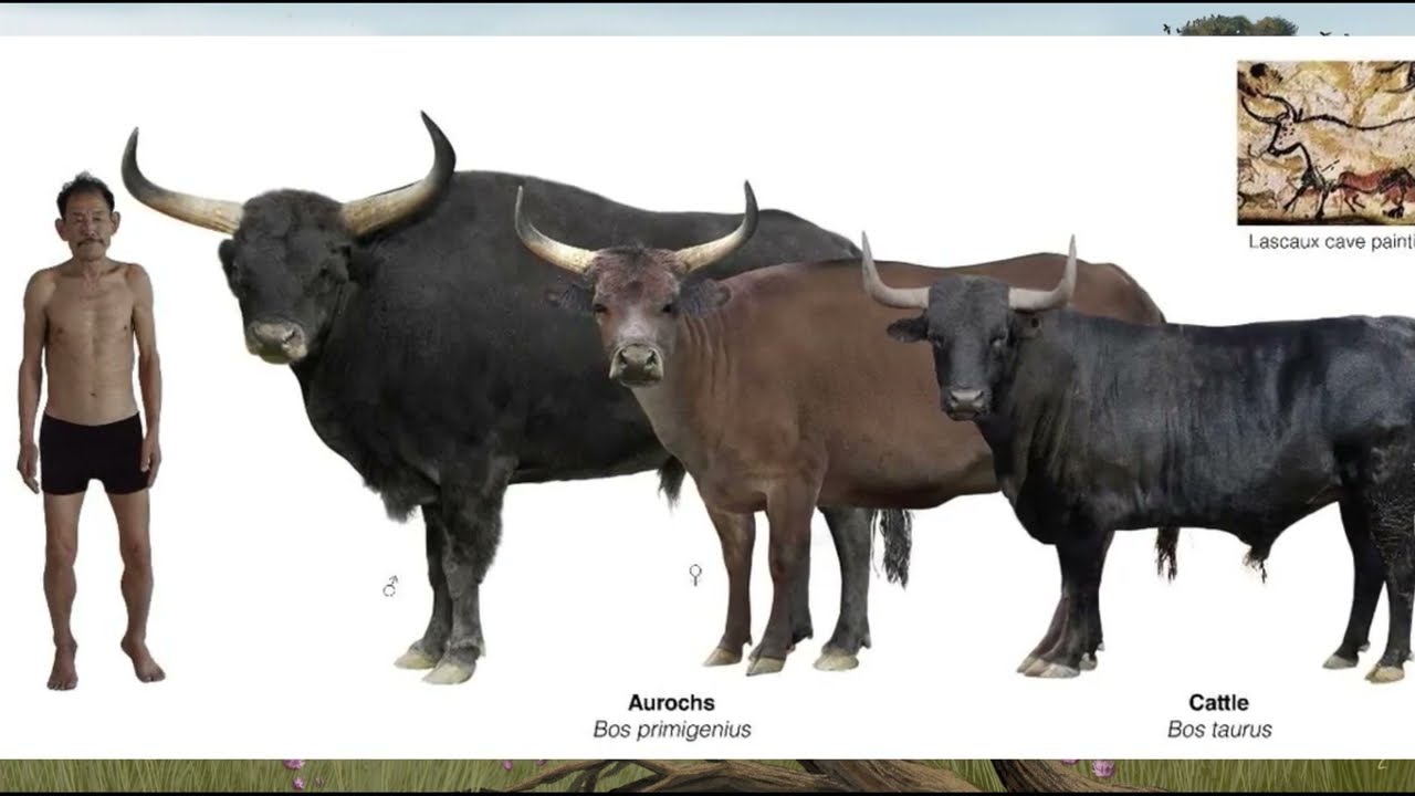The Aurochs: The Beefy Ancestor of Domestic Cattle