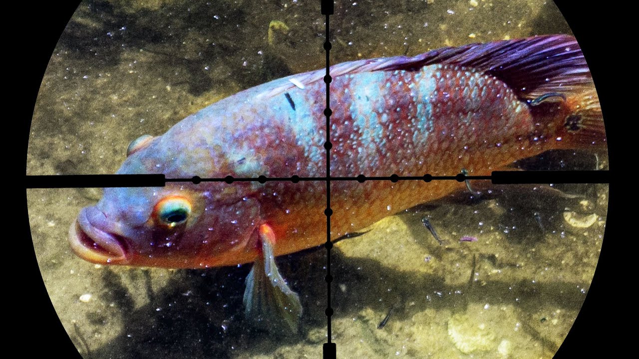 Airgun Fishing