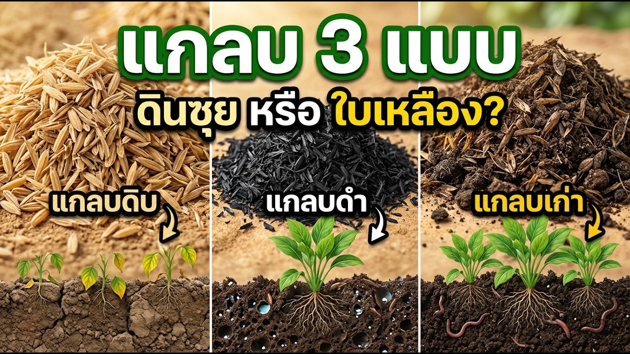 แกลบดิบ vs แกลบดำ vs แกลบเก่า อันไหนใส่แล้วดินซุย อันไหนใส่แล้วใบเหลือง