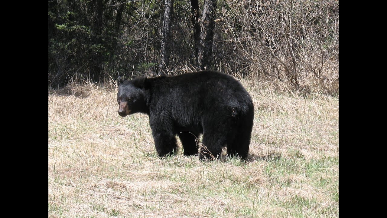 Guides Talk - Barry Blanchards Encounters with Bears
