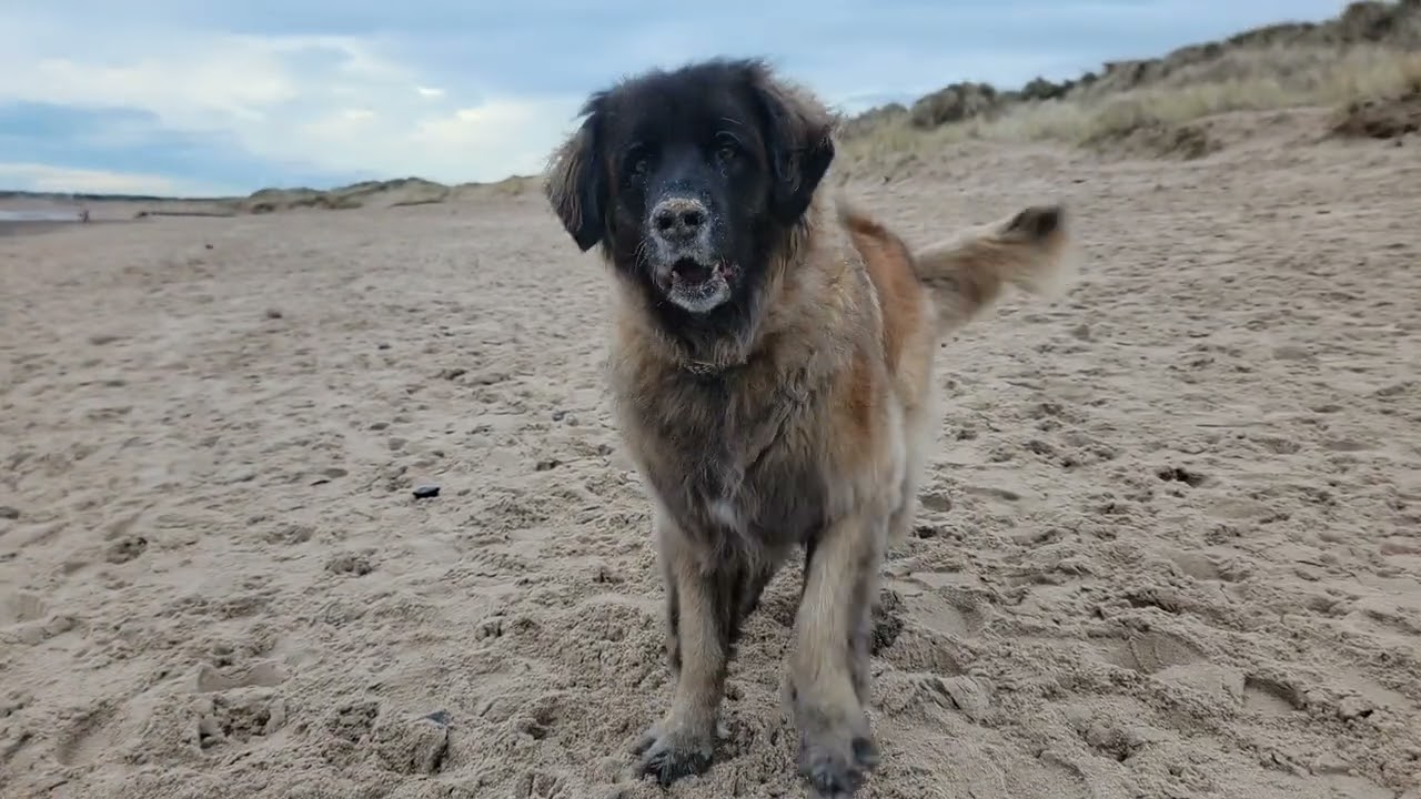 TIME FOR OUR FAVORITE WALK TO THE BEACH ⛱️