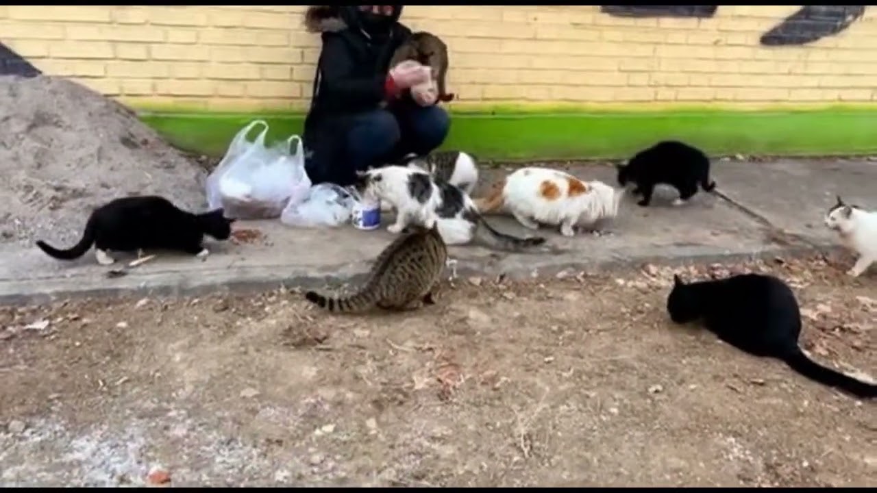 masan and other stree cats