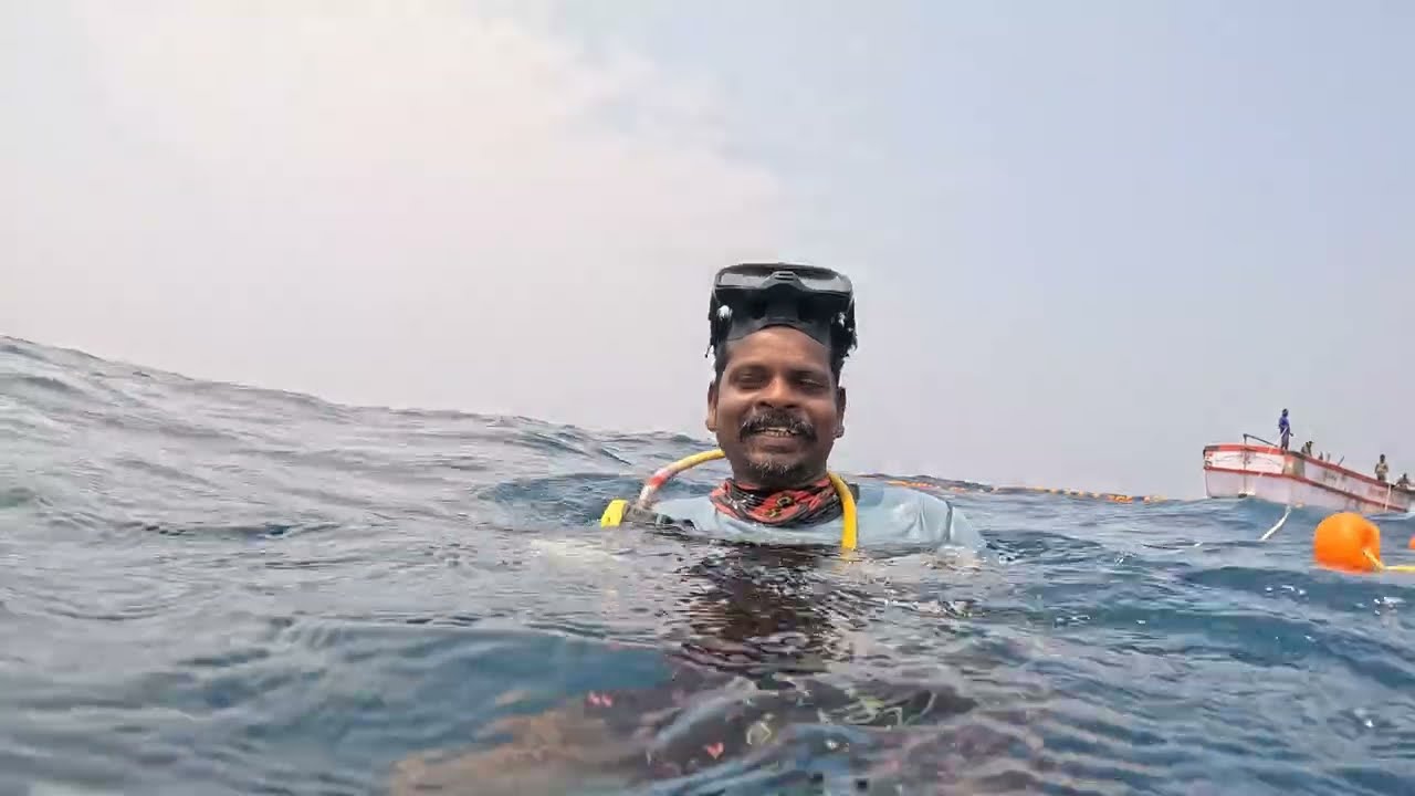 கடலுக்குள்ள இருக்கும் அழகான பாறை மீன்கள் கூட்டம் A school of beautiful rock fish in the sea