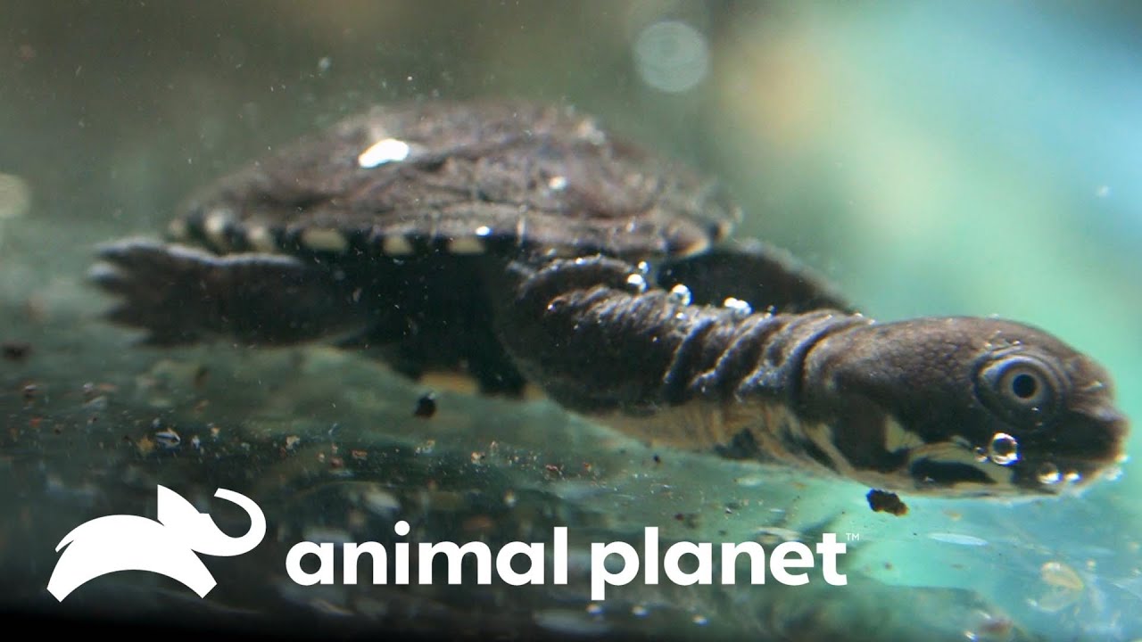 Emotiva eclosión de tortugas cuello de serpiente | El Zoológico del Bronx | Animal Planet