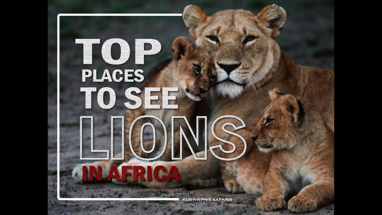 Top 10 Best Places To See Lions In Africa