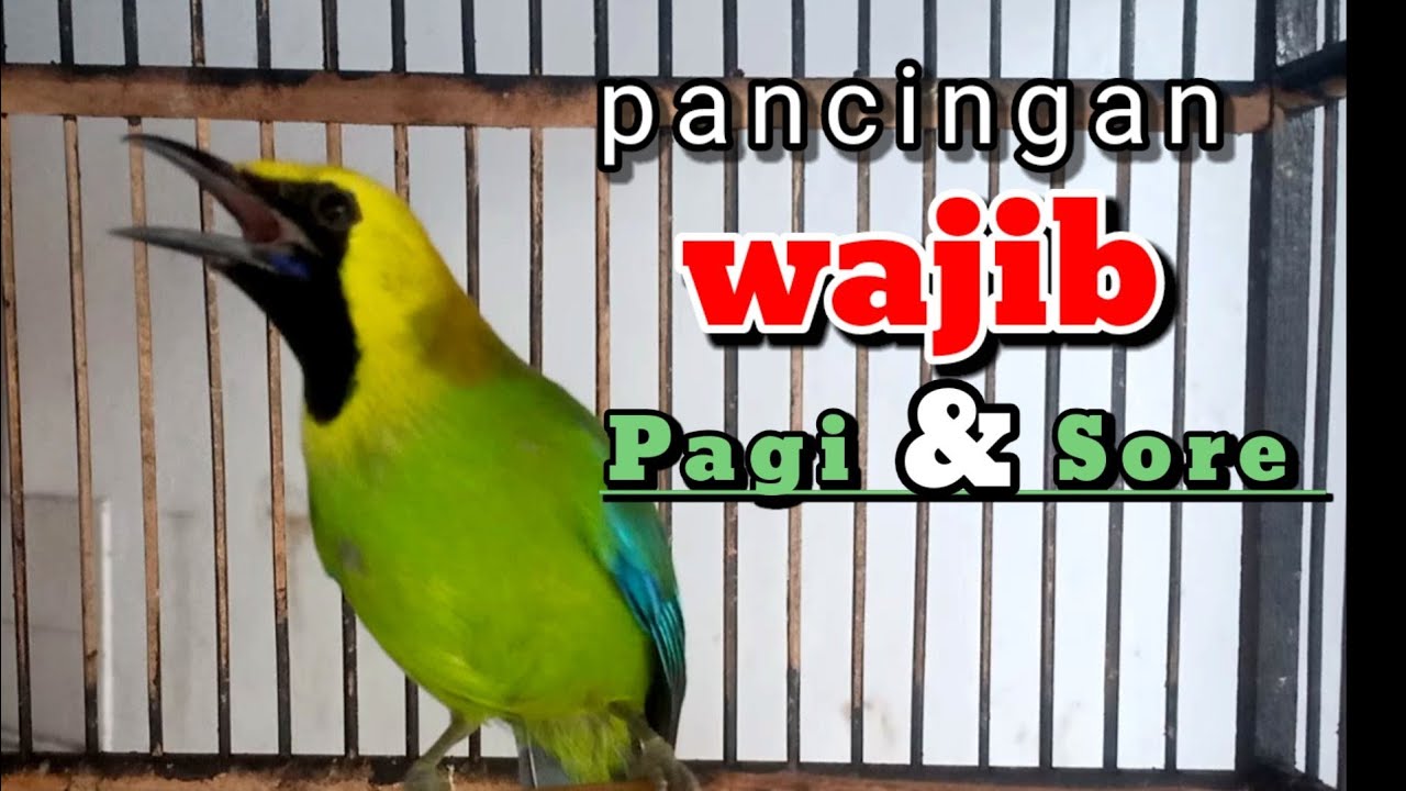 CUCAK RANTING GACOR SUARA JERNIH UNTUK PANCINGAN YANG SUSAH BUNYI || pancingan Cucak ranting.....
