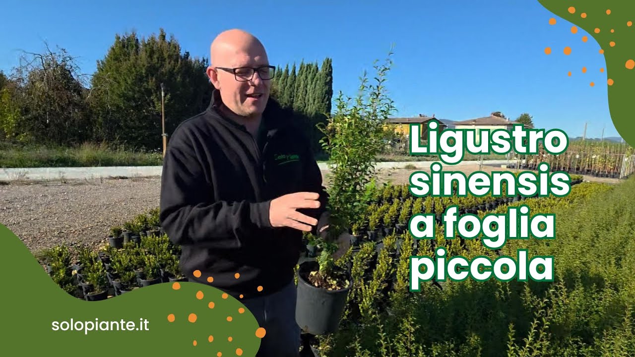 Ligustro sinensis o Ligustrum chinensis: perché è la siepe perfetta a foglia piccola?