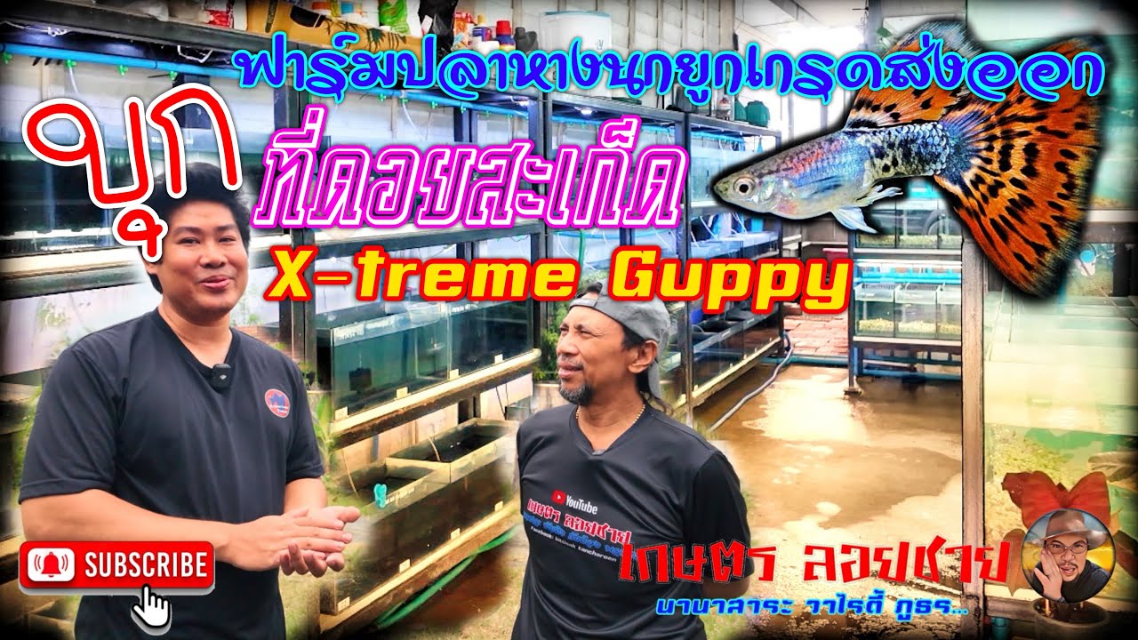 บุกฟาร์มปลาหางนกยูงเกรดส่งออกที่ดอยสะเก็ด Guppy farm @เกษตร ลอยชาย