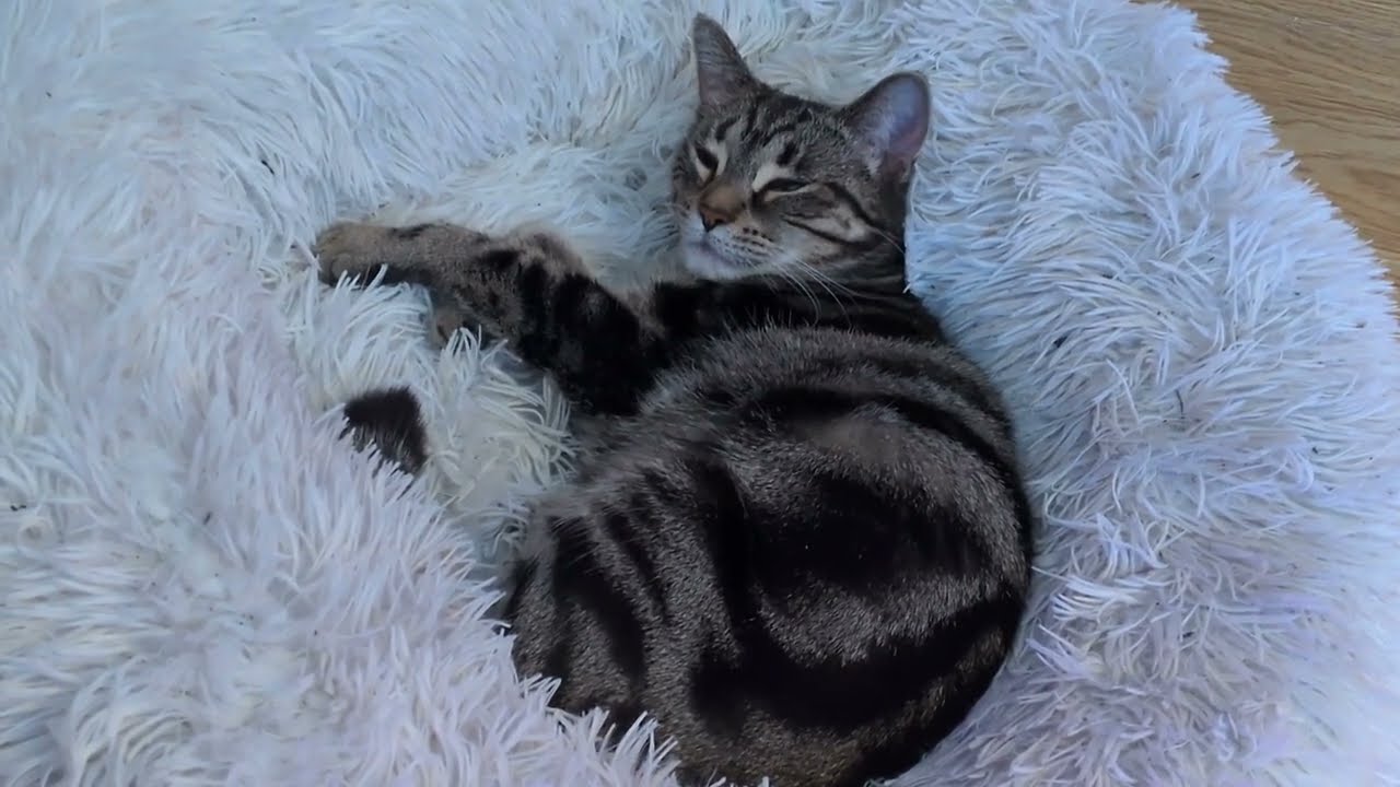 ᓚᘏᗢ Content Kitty Resting in Her Comfy Bed | Cute Tabby Cat Short