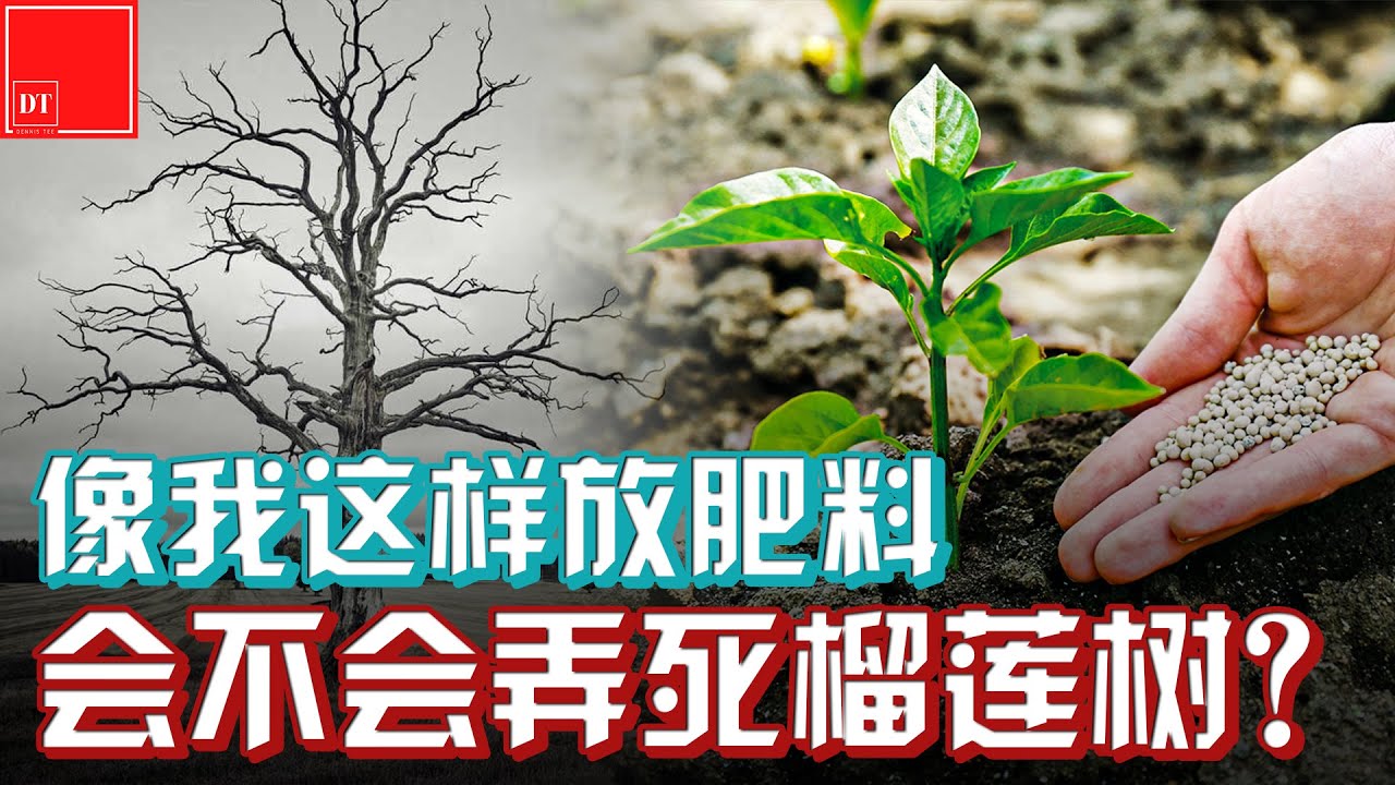 【#榴莲实验室】像我这样放肥会不会弄死榴莲树？