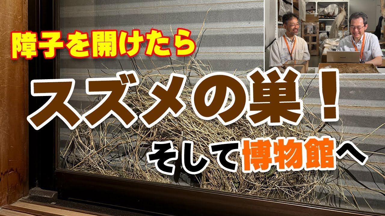 【国立科学博物館】障子を開けたらスズメの巣！そして博物館へ
