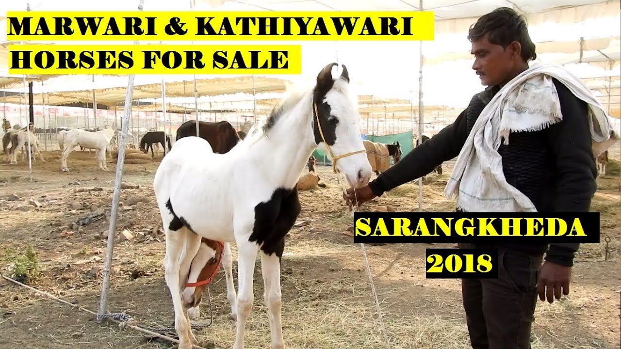 बिकाऊ मरवारी और कठियावरी बछेरे || MARWARI KATHIYAWARI FOALS for Sale