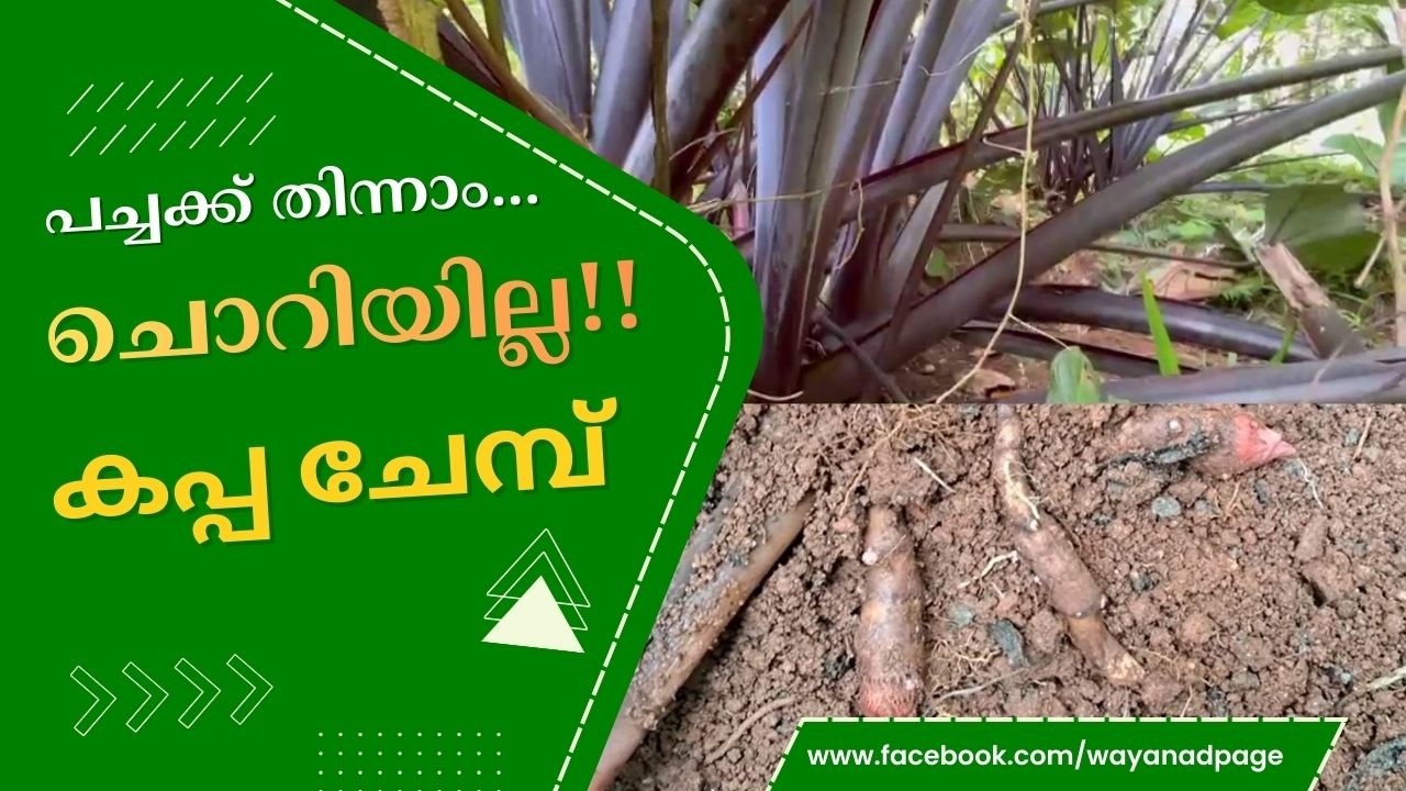 പച്ചക്ക് തിന്നാം...ചൊറിയില്ല!! ഇതാണ് കപ്പ ചേമ്പ്! | Kappa Chemb |   Tapioca Colocasia