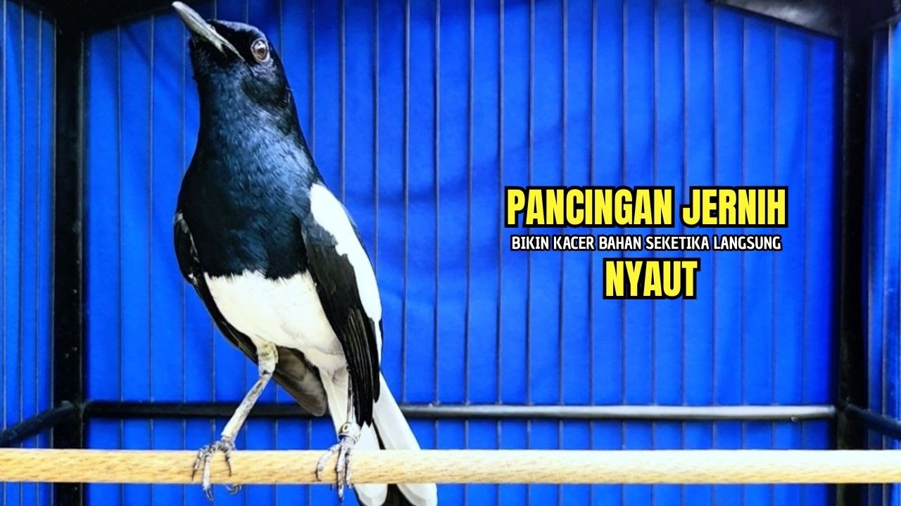 PANCINGAN KACER bahan SUSAH bunyi, KACER GACOR NGEPLONG bikin KACER MANAPUN ikut GACOR