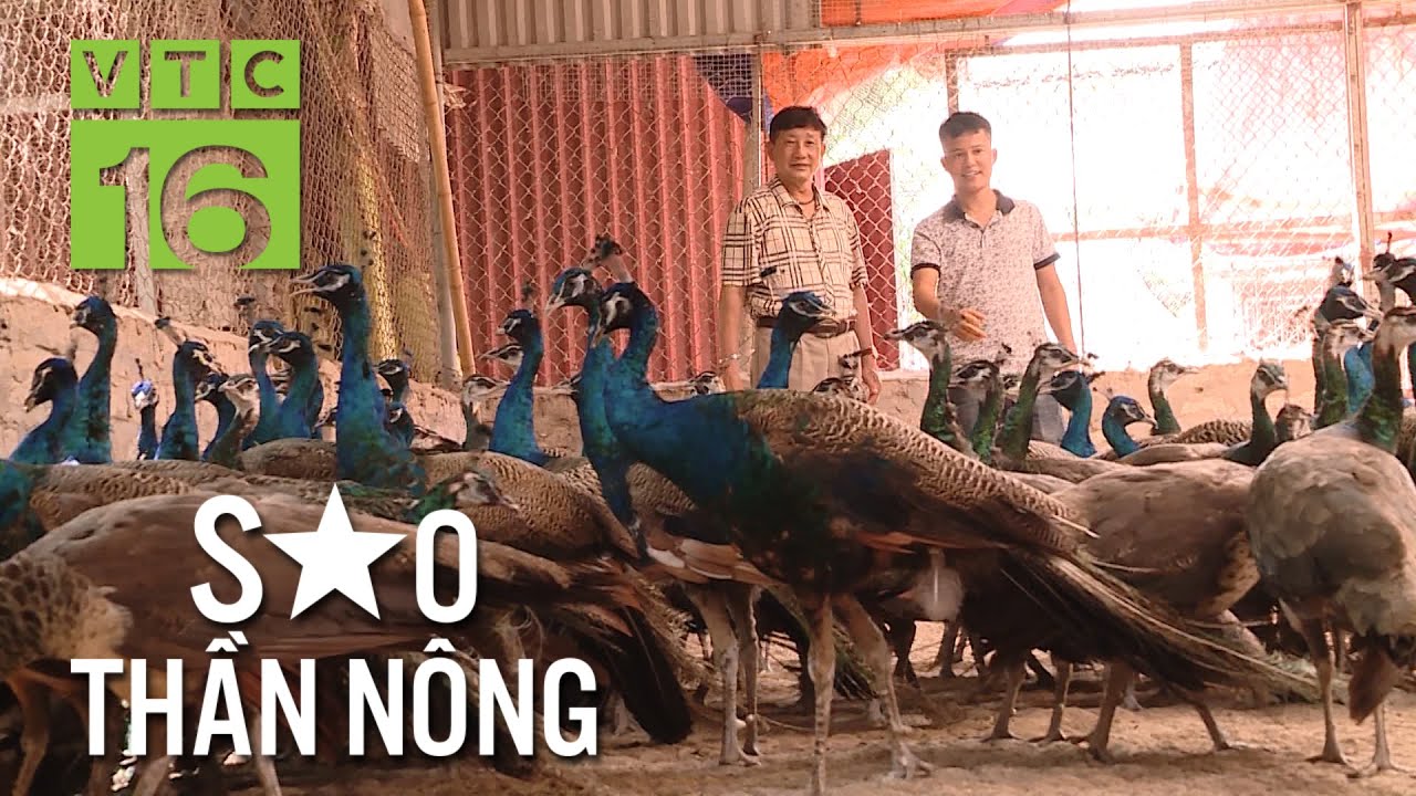 Nuôi chim công, nông dân mơ đổi đời | VTC16