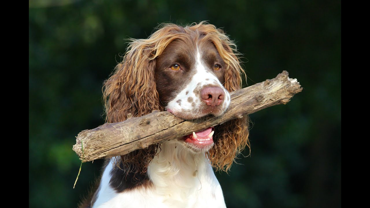 Stonnie Dennis | Dog Trainer Lexington, KY