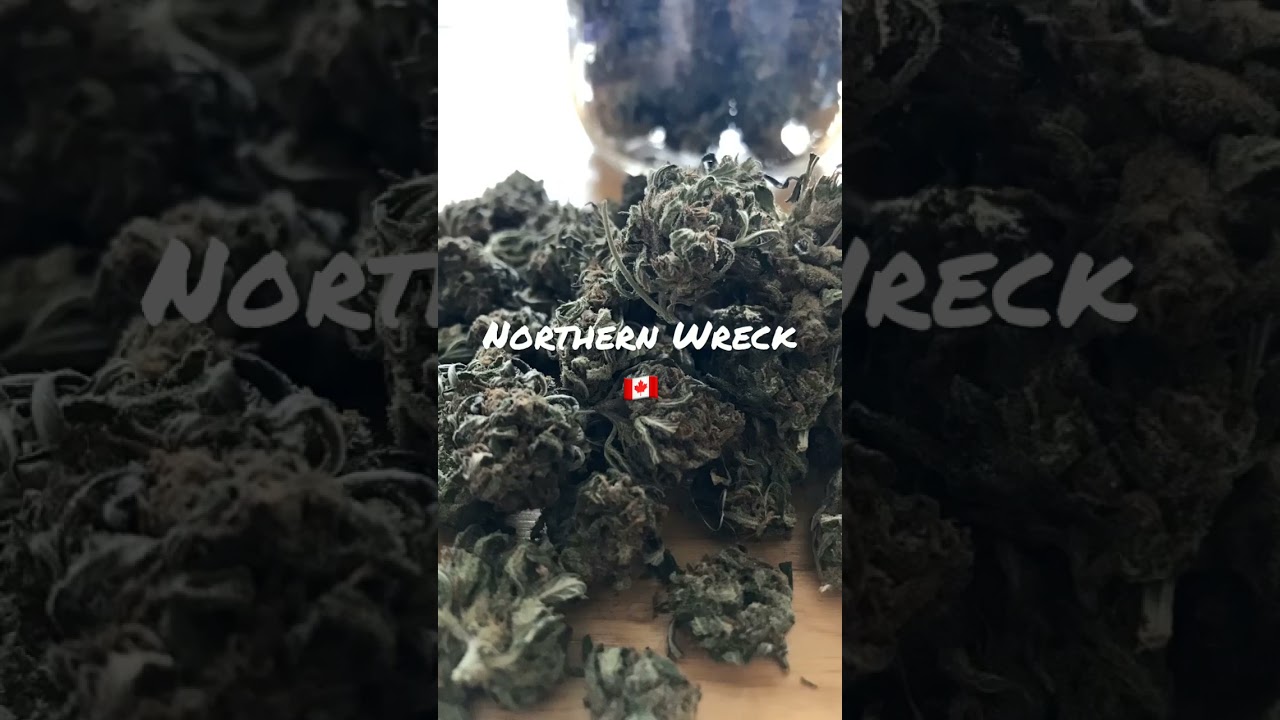 Northern Wreck Cannabis Strain Flower #shorts 🇨🇦
