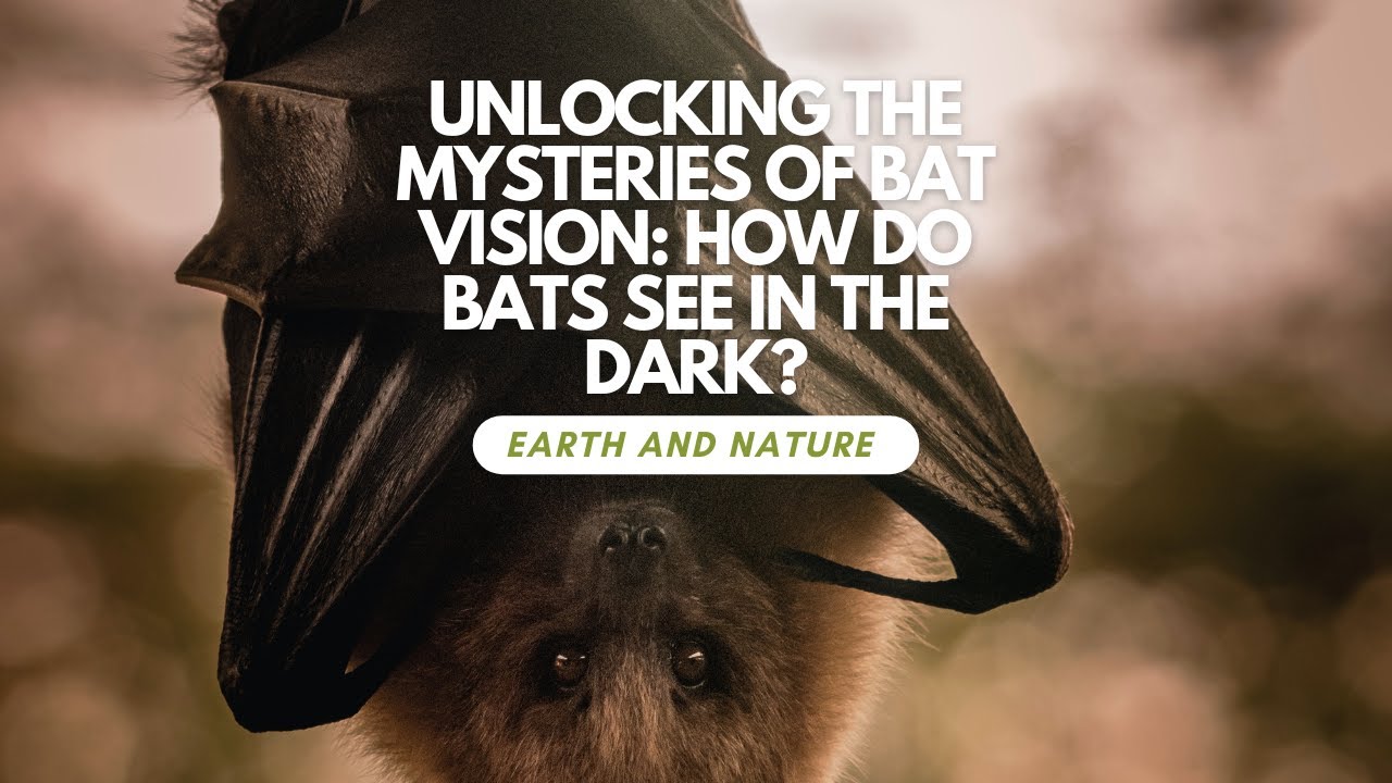 Unlocking the Mysteries of Bat Vision : How Do Bats See in the Dark?