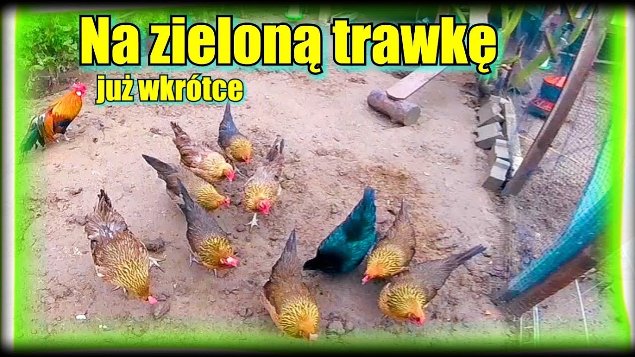 Pastwisko dla kur- już niebawem | Powiększam wybiegi dla kur