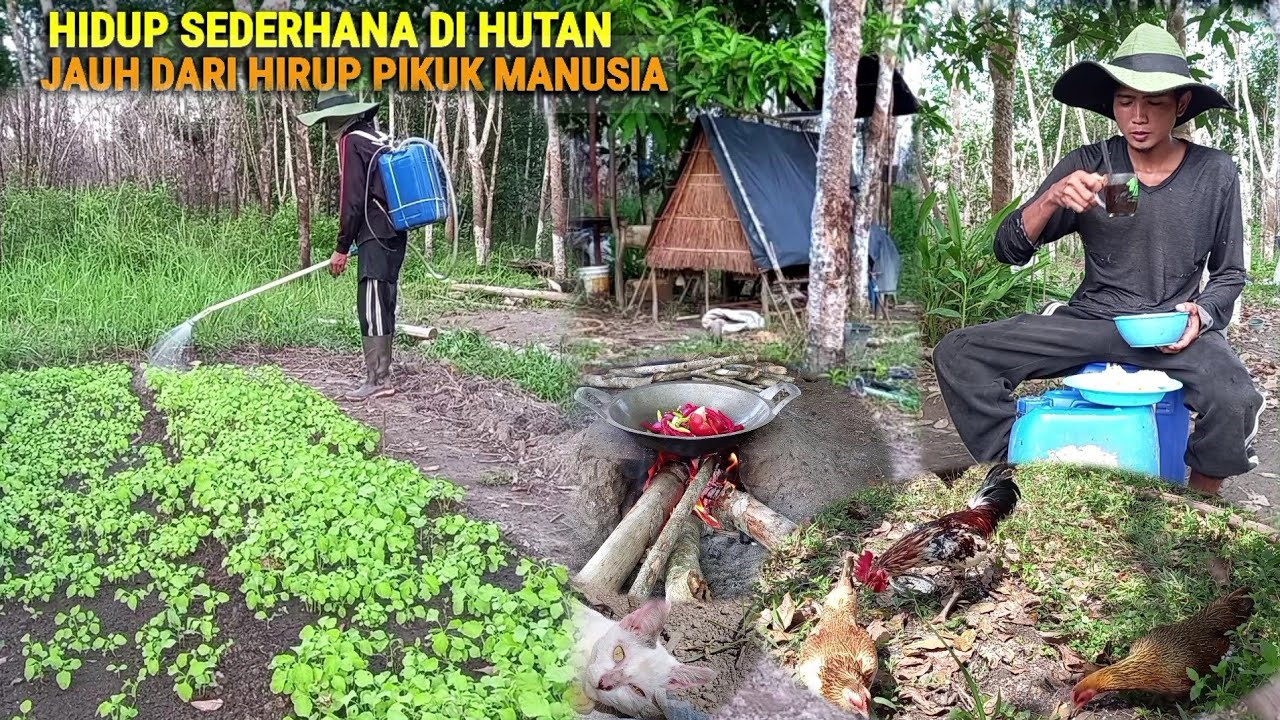 Kehidupan nyata, full Aktivitas 48 jam di hutan, berkebun & beternak. CHR-74
