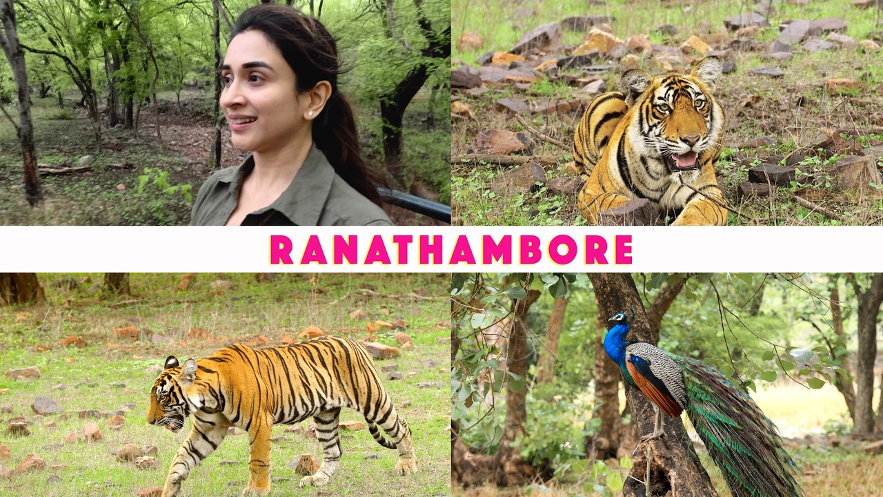 Ranthambore Tiger Safari | Do you really see tigers? | Complete travel guide 2025 | 4K