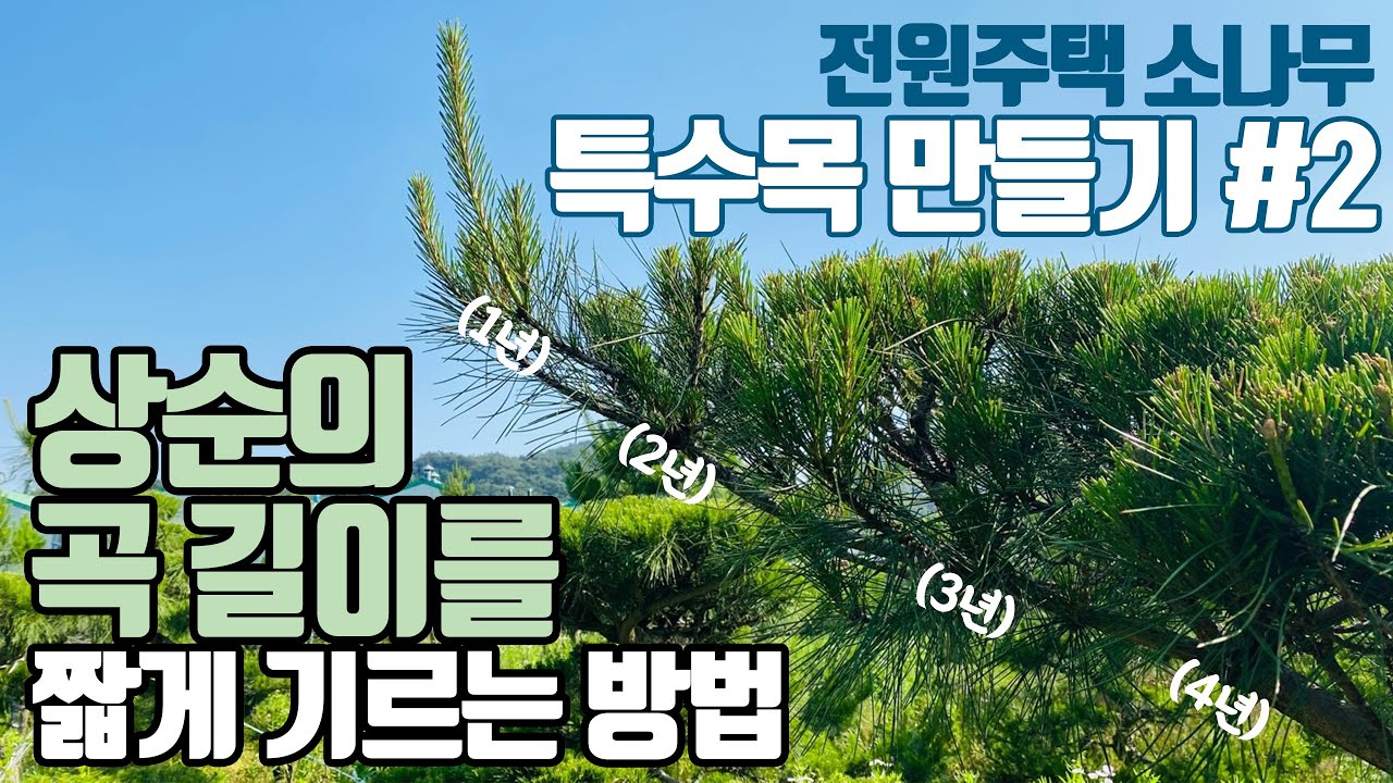전원주택 소나무 특수목 만들기 2탄! 상순 곡 짧게 자르기!?